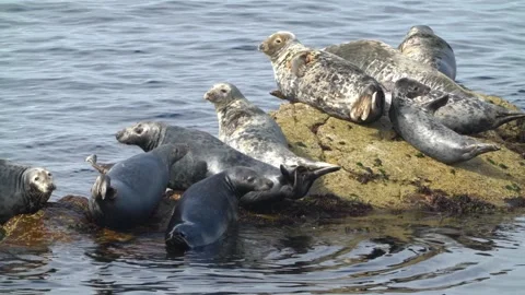 Seals sunbathing on rocks in Orkney 4k Stock Footage 288147310