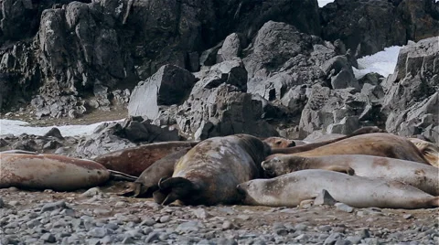 Seals sunbathing on a stone beach Stock Footage 51919673