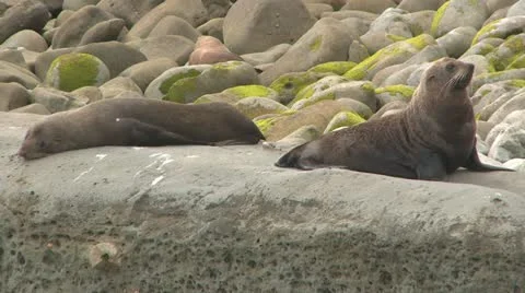 Seals sunning on rocks Stock Footage 22354226