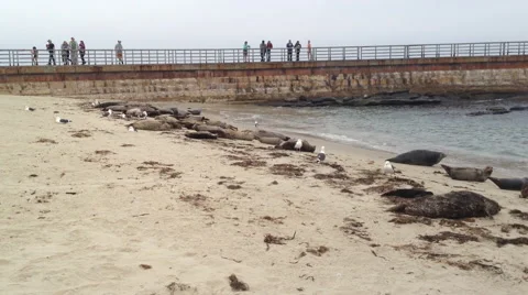 Seals Sunning Themselves and Chasing Seagulls 库存影片 52182358