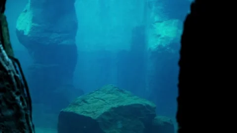 Seals swim by upside down in an underwater tank in an aquarium with rocks Stock Footage 332158898