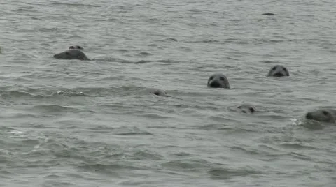 Seals Swimming Stock Footage 10724241