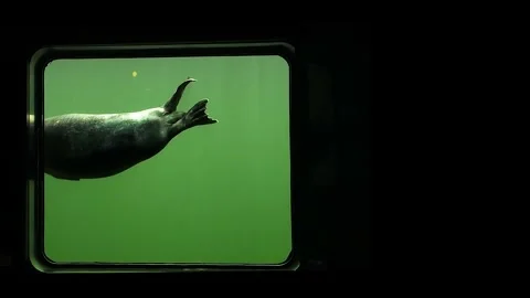 Seals swimming in a pool with large windows in the basement for observing the Stock Footage 292408668
