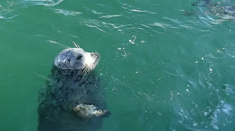 Seals swimming, slow motion Stock Footage 62186804