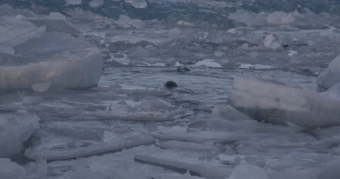 Seals swimming through the floating icebergs in the lake Stock Footage 103812132