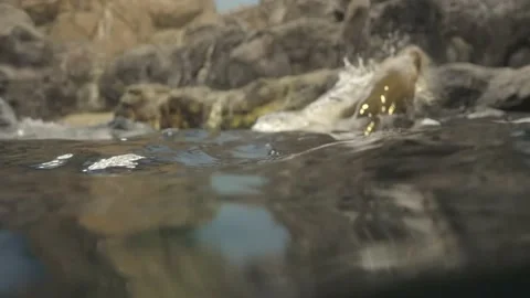 Seals swimming underwater to surface perspective Stock Footage 231836067