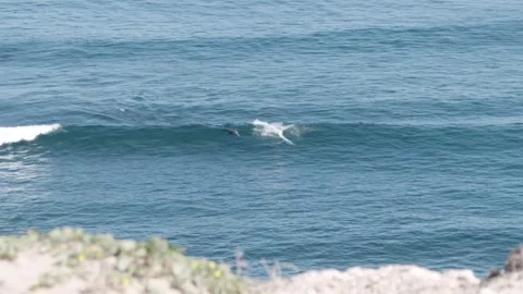 Seals swimming in wave Stock Footage 245593400
