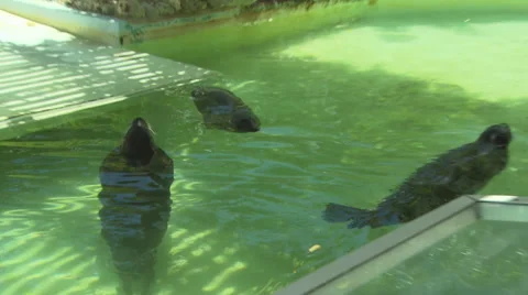 Seals Swimming in Zoo Stock Footage 33227997