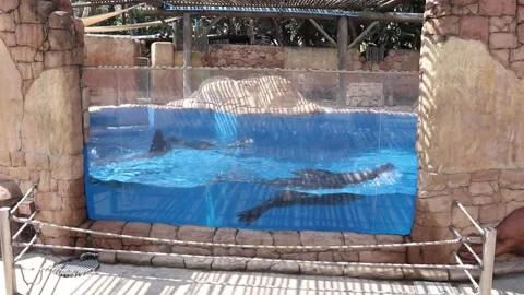 Seals in their tank Stock Footage 154236219
