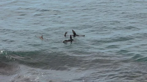 Seals Thermoregulating Video stock 311553688