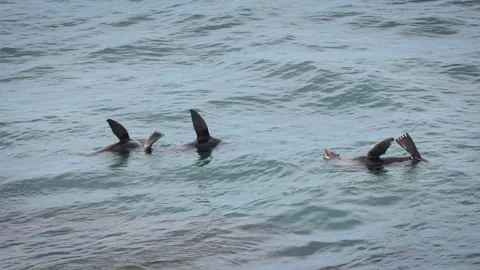 Seals Thermoregulating v2 Video stock 311553682