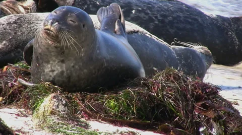 Seals try to sleep Stock Footage 32010306