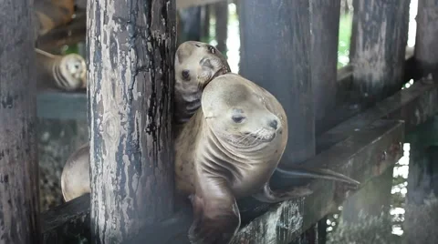 Seals under Pier Stock Footage 40750483