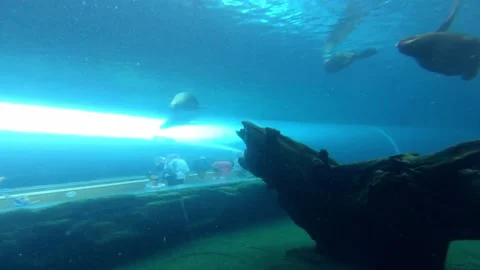 Seals Underwater Stock Footage 156971672