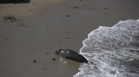Seals wash up onto beach Stock Footage 32010139
