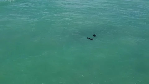 Seals in water 動画素材 172962469