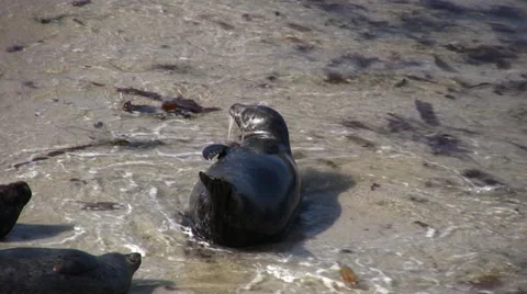 Seals at water's edge 2 Stock Footage 32000150