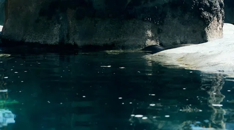 Seals in the wild Stock Footage 37047712