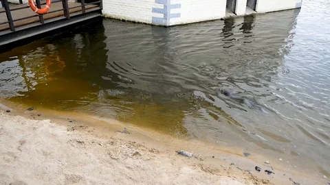 Seals in the zoo Stock Footage 102471427
