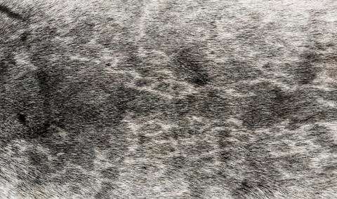 Sealskin Stock Photos