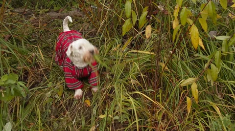 Sealyham Terrier in overalls Stock Footage 31189728