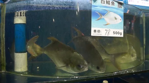 Seamarket Stock Footage 103247114