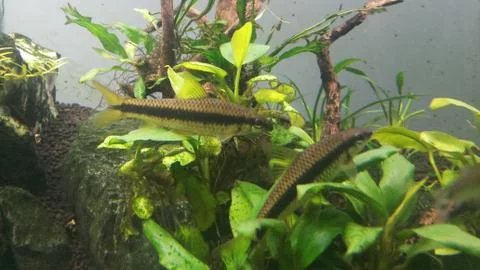 Seamese algae eater in aquarium Foto stock