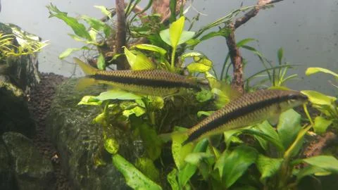 Seamese algae eater in aquarium Stock Photos