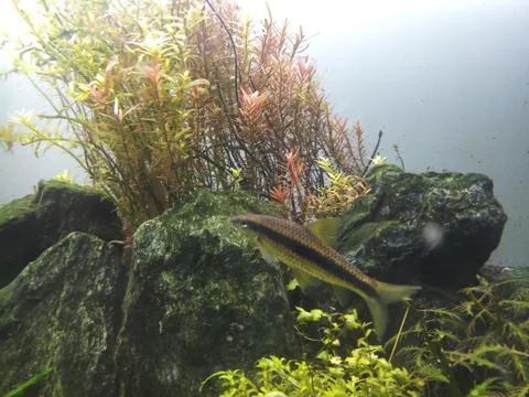 Seamese algae eater in planted aquarium Foto stock