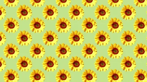 Seamleess pattern Sunflowers background print design for textile watercolor Stock Footage 273877925