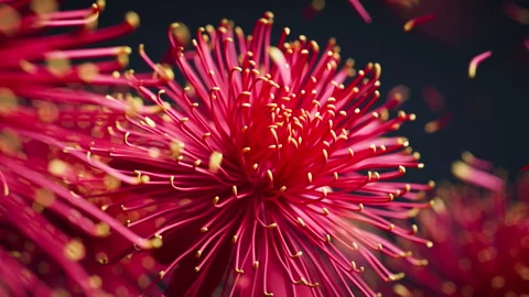 Seamless 3D chrysanthemums swaying with drifting petals. Video stock 335579517