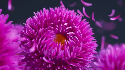 Seamless 3D loop of aster flowers and floating petals. 스톡 동영상 328493237