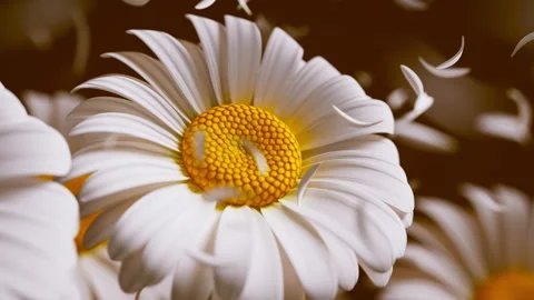 Seamless 3D loop of white daisies with gently drifting petals. Video stock 322017167