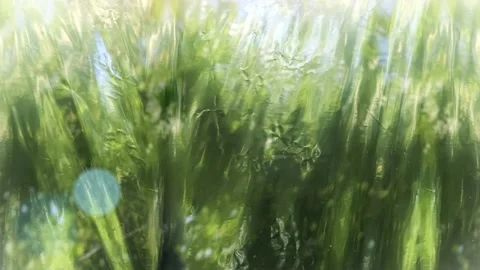 Seamless 4K looping vertical movement through blurred green tree foliage with Vídeos de archivo 344124826
