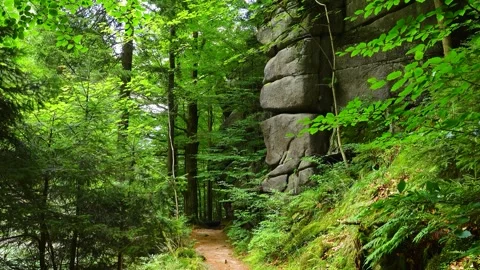 Seamless 4k looping video (1 min) of a narrow forest path winding between den Stock Footage 347733973