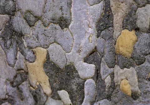 Seamless abstract background. Closeuo texture of American Sycamore Tree spotted Stock Photos