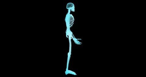 A seamless animation demonstrates the rotation of a human skeleton model in Stock Footage 328652455