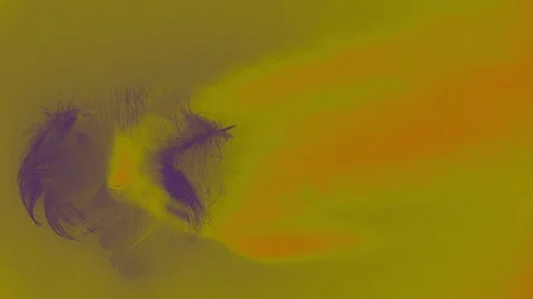 Seamless animation with feathers in various colors - colorful decorative footage Stock Footage 76004233