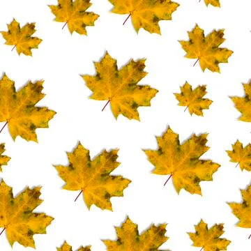 Seamless autumn pattern of maple leaves on a white background. Autumn composi Stock Photos