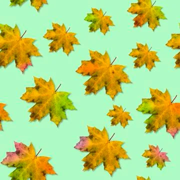 Seamless autumn pattern with maple leaves for autumn coloring on a light gree Stock Photos
