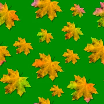 Seamless autumn pattern of maple leaves on a green background.  Autumn compos Stock Photos