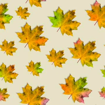 Seamless autumn pattern of multicolored maple leaves on a light yellow pastel 写真素材