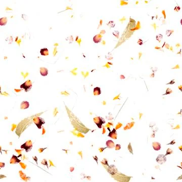 Seamless autumn pattern. A repeat print with dry leaves and petals on a white Stock Photos