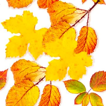 A seamless autumn pattern of yellow and orange fall leaves on a white background Stock Photos