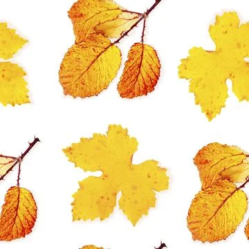 A seamless autumn pattern of yellow and orange fall leaves on a white Foto stock