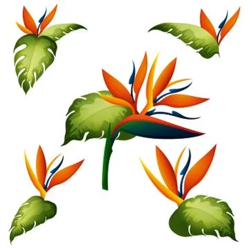 Seamless background with bird of paradise イラスト素材