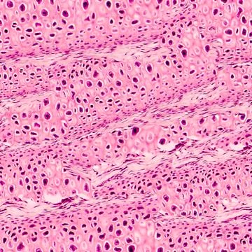 Seamless background from compact bone micrograph Stock Photos