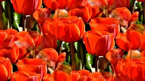 Seamless background of moving red tulips Stock Footage 122025571