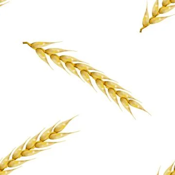 Seamless background with wheat spikelets, vector illustration. Illustrazione stock