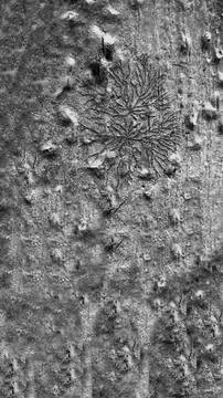 The seamless bark large tree that has a beautiful pattern in midst of nature Stock-Fotos